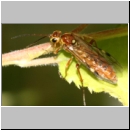 Tenthredopsis sordida - Blattwespe 04.jpg